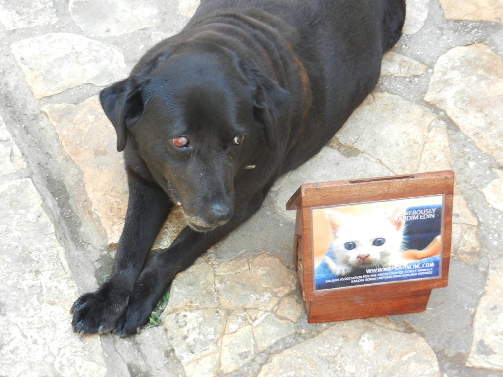 There are many collection boxes dotted around the shops and restaurants in Kalkan, please drop your spare change and donations into one of them.