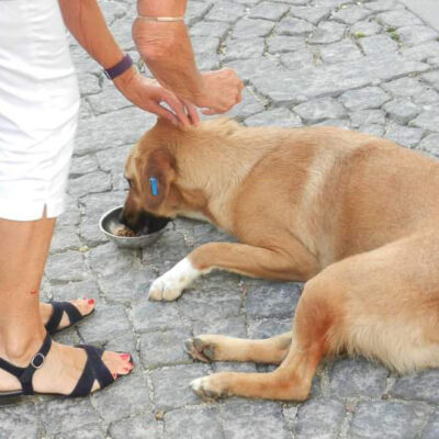 Local volunteers administer treatments to the street dogs