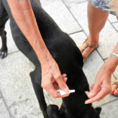 Local volunteers administer treatments to the street dogs