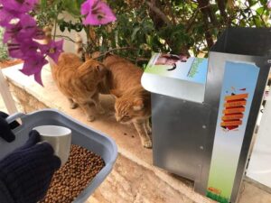 Cats enjoying winter feeding at a feeding station