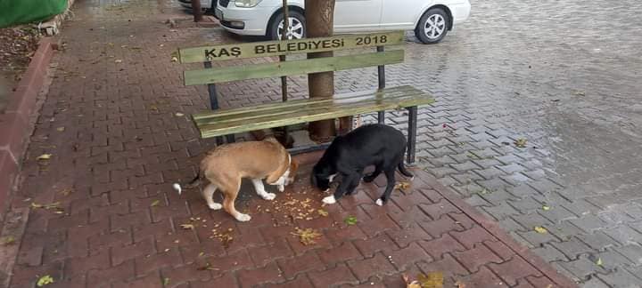 Dogs being fed by a bench on the streets of Kalkan by our Winter feeding Program