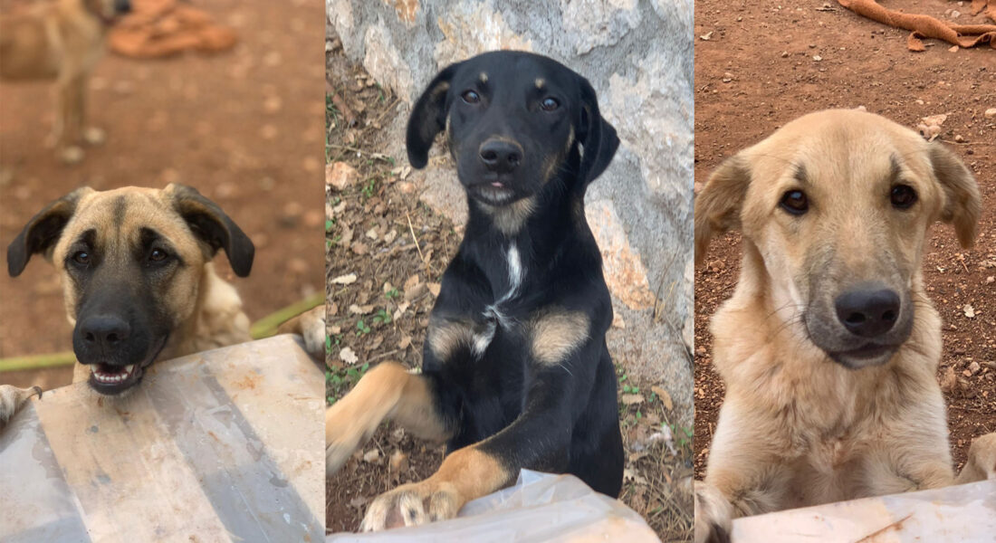 three young dogs looking for forever home adopters