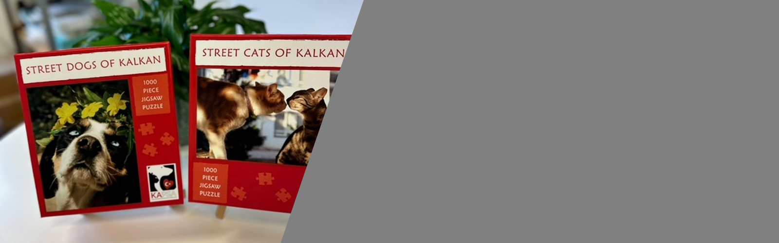 Kalkan Kitten Steals Heart of Journalist Allison